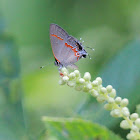 Red-banded hairstreak