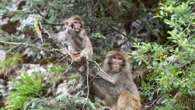 Kineski naučnici mapiraju mreže mozga makaka majmuna