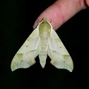 Virginia creeper sphinx