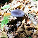 Violet Cortinarius