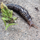 Leopard Slug