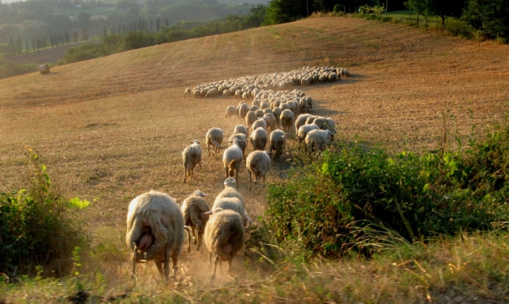 Odi greggi belar............. di pizzicastelle