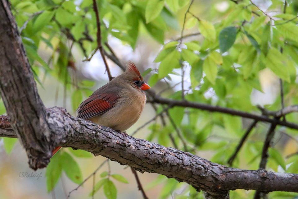 Northern Cardinal