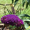 Butterfly bush