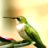 ruby-throated hummingbird