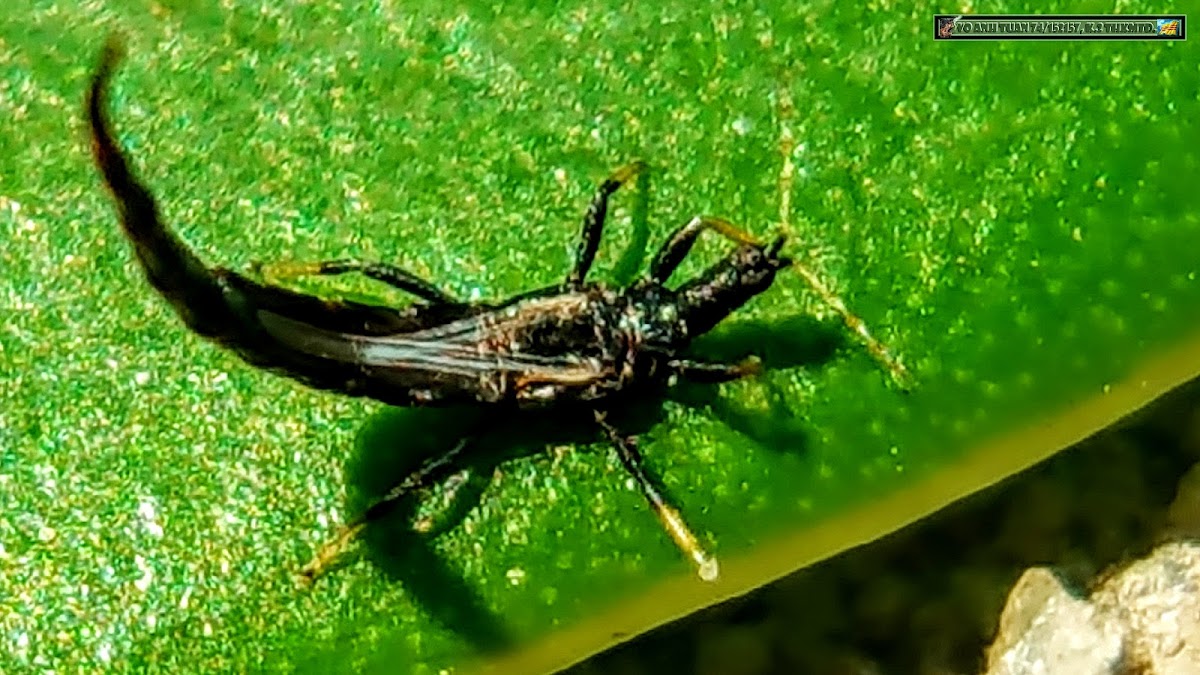 Leaf-gall thrips of Ficus.