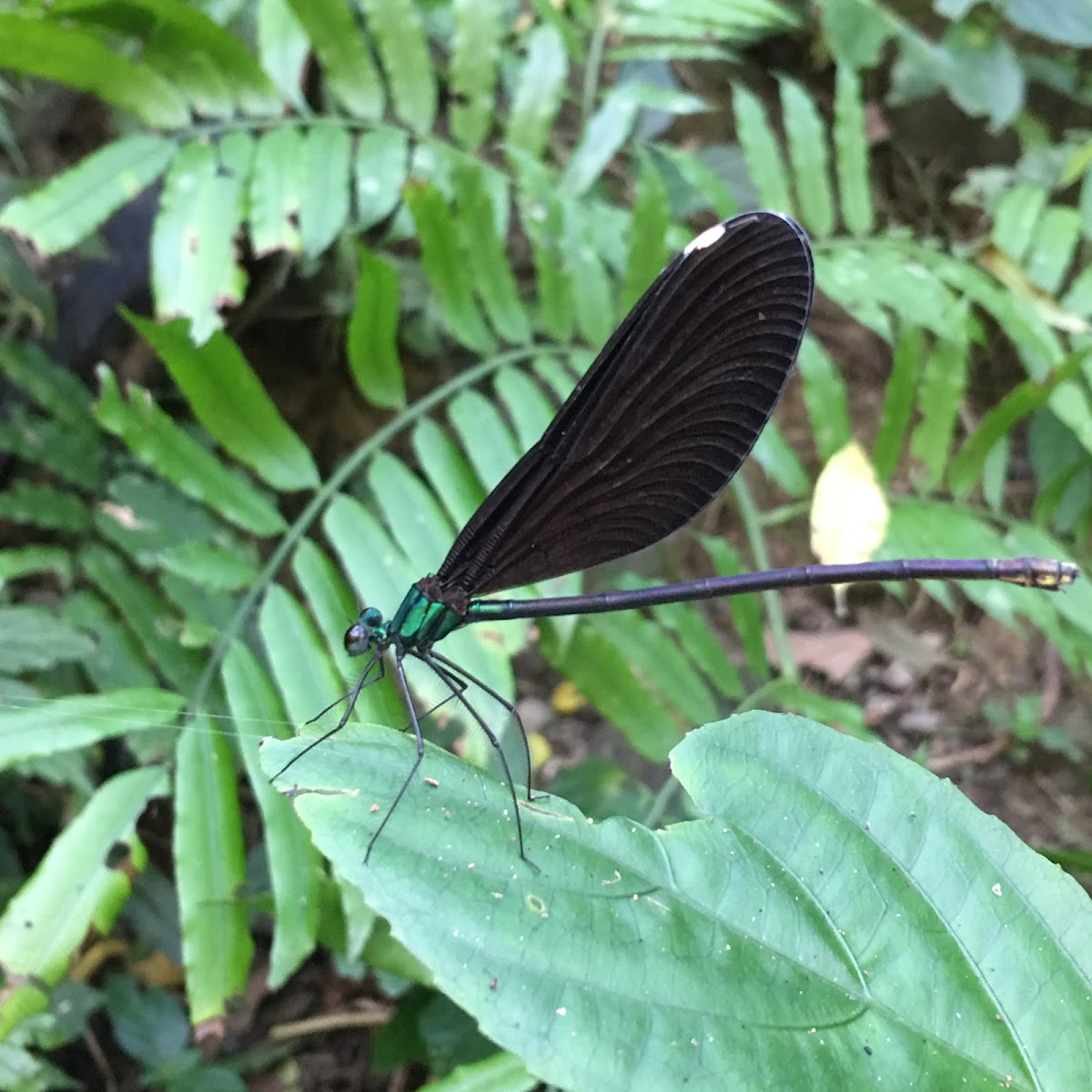 Damselflies