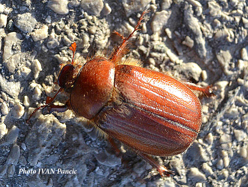 April Beetle