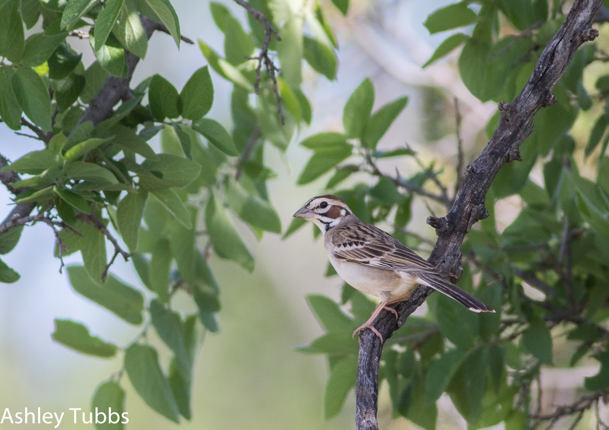 Lark Sparrow