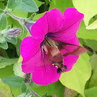 Hummingbird Moth