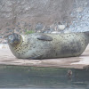 Harbor Seal