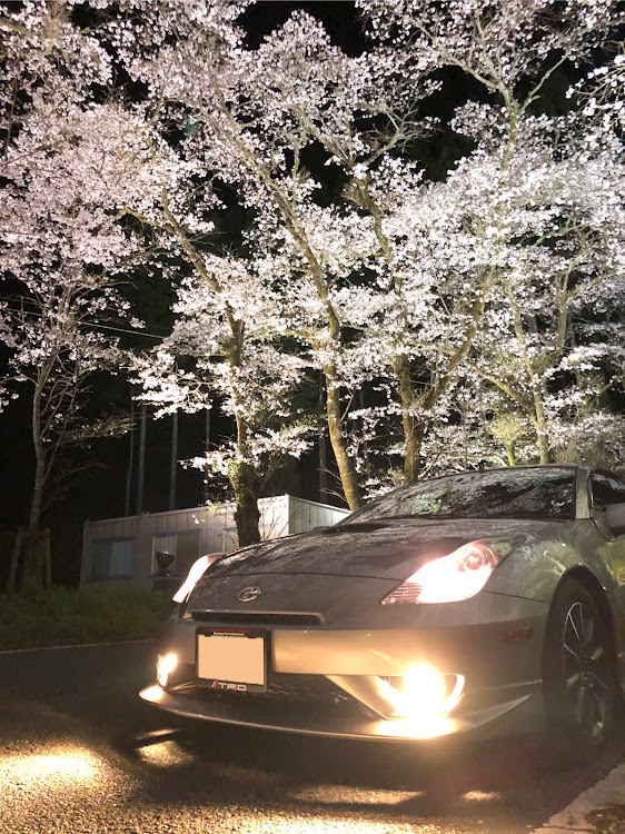 セリカの桜と愛車・ドライブ・桜・トヨタ・社会人一年目に関するカスタム事例の投稿画像1枚目