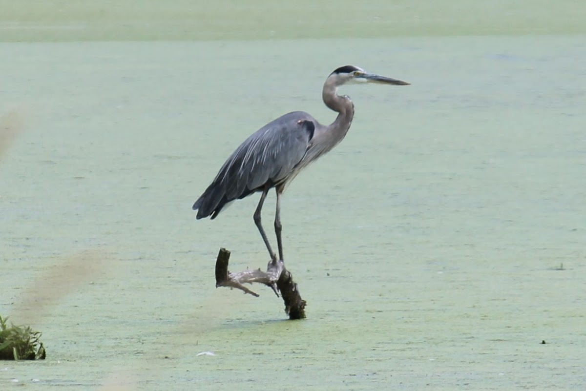 great blue heron