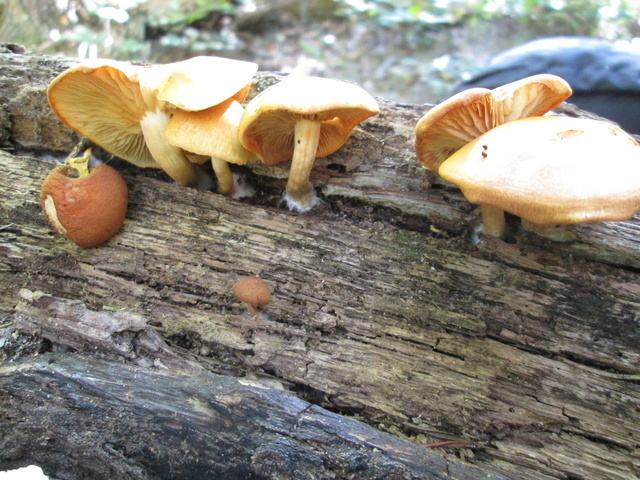 Gymnopilus flavidellus