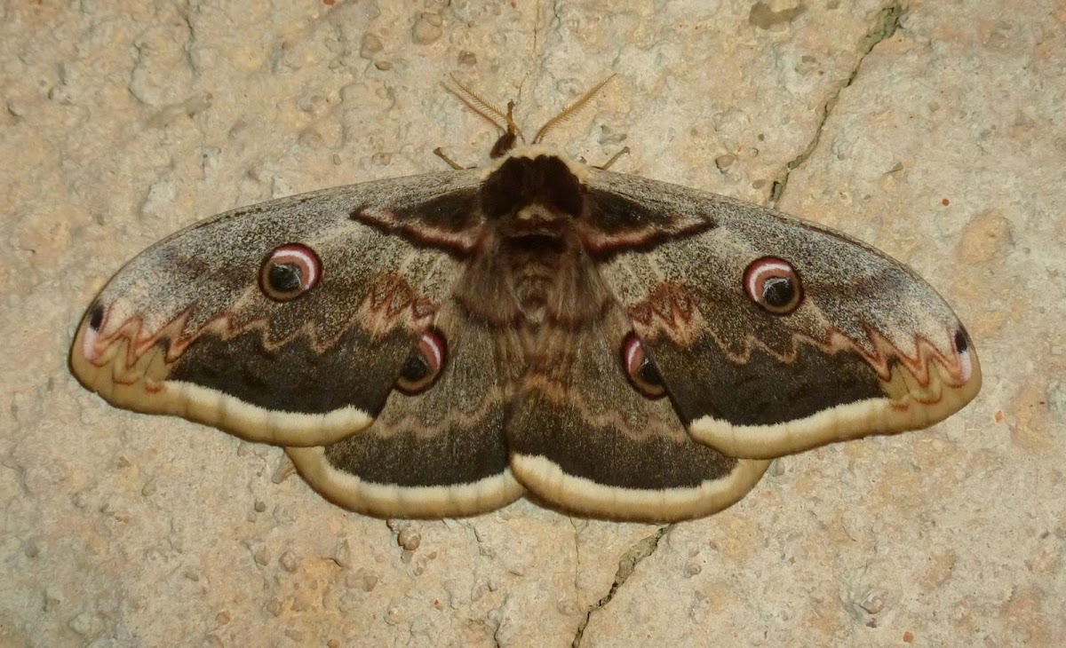 giant peacock moth