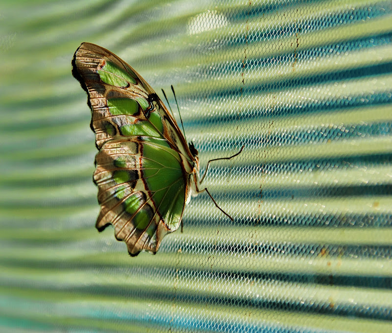 green papillon di Zerosedici