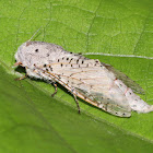 Carpenter Moth