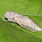 Carpenter Moth