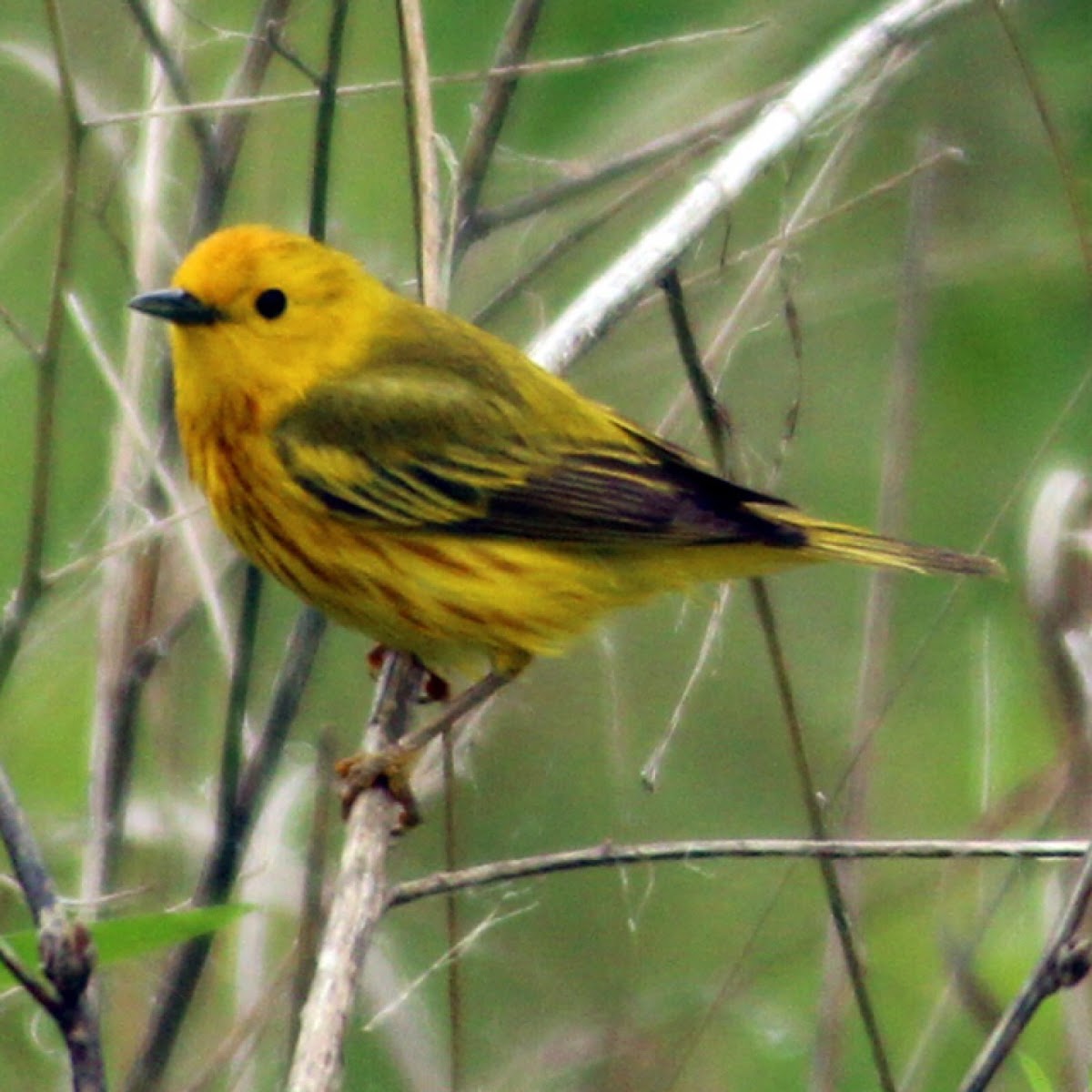 Yellow Warbler (Adult Male)