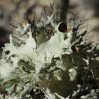 Perforated Parmotrema Lichen