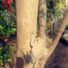 Cope's gray tree frog