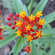 Scarlet Milkweed