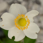 Grape Leaf Anemone, Grape Leaf Windflower