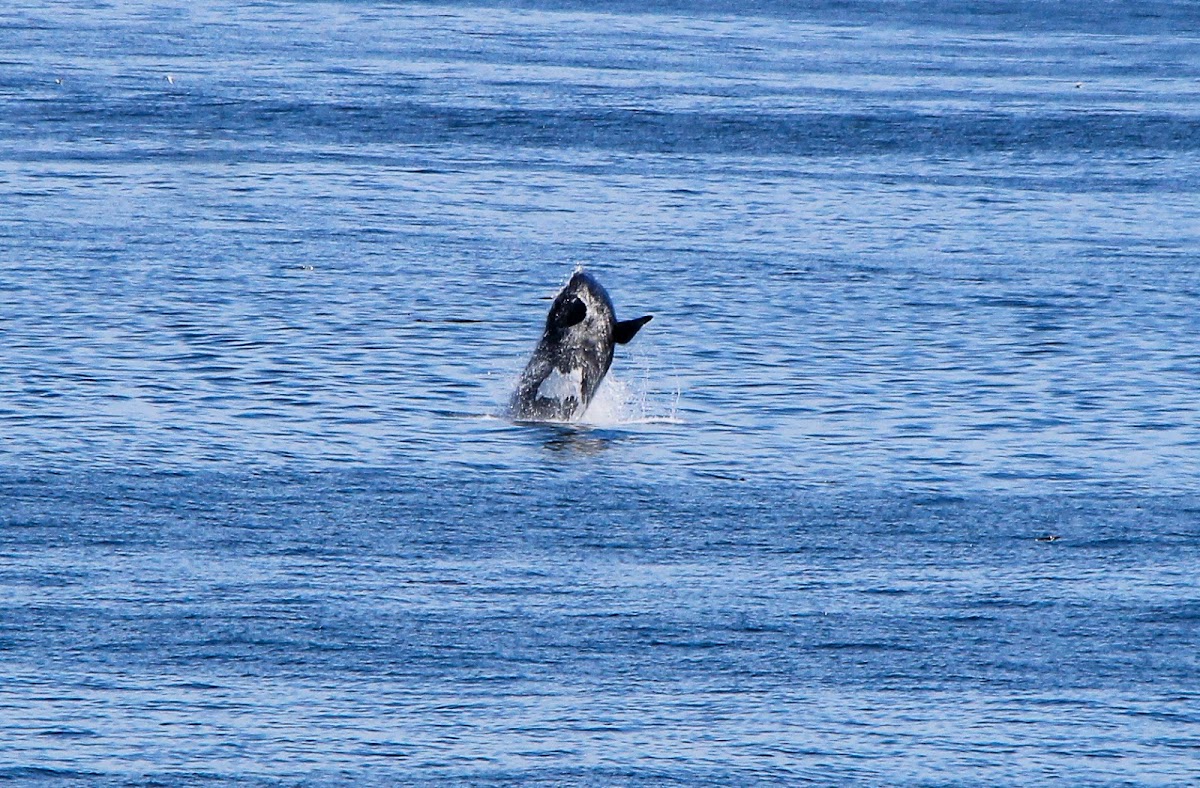 Southern Right Whale