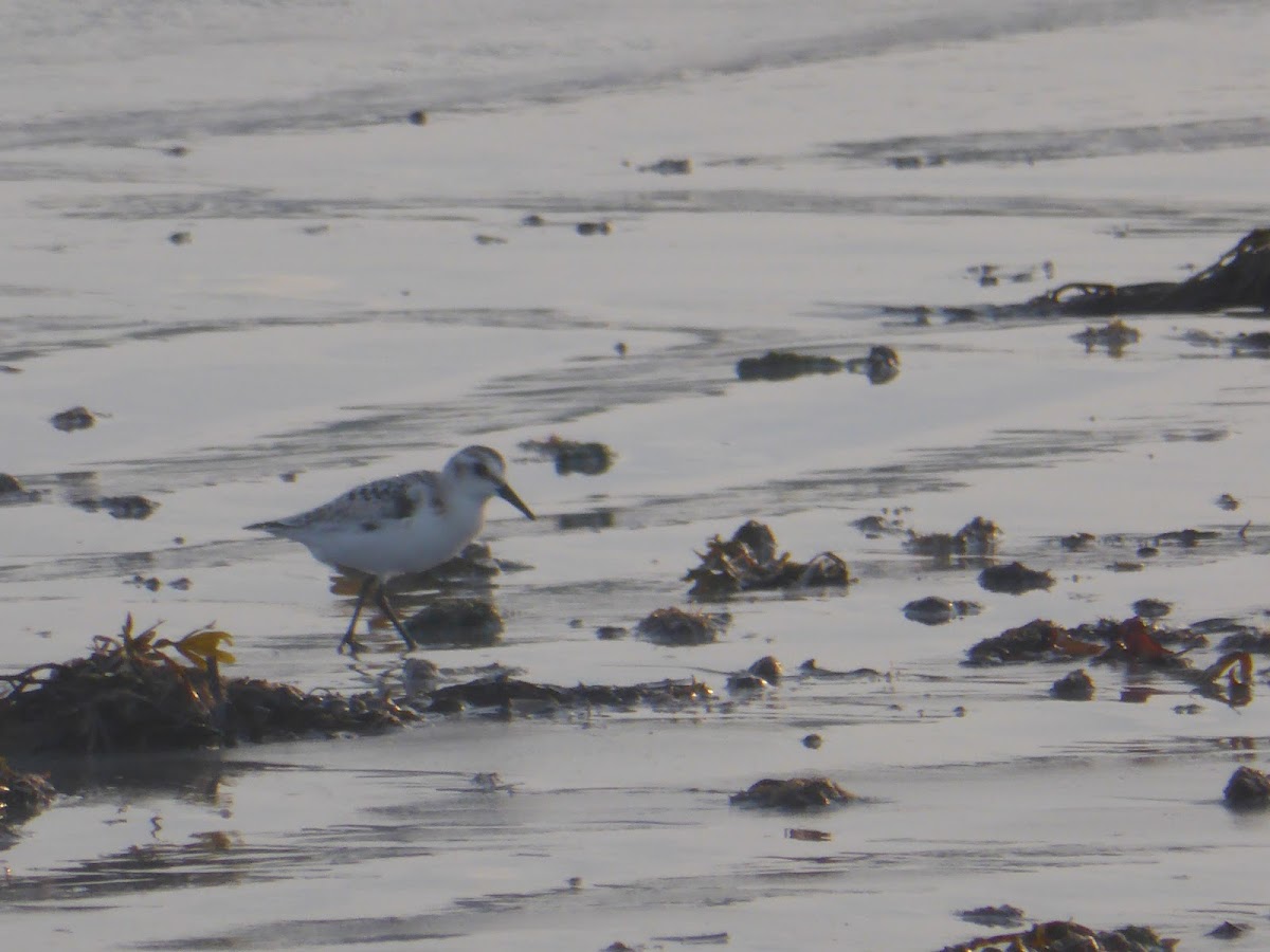 Sanderling