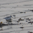 Sanderling