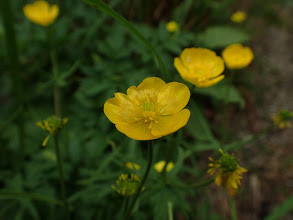 ミヤマキンポウゲ