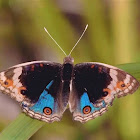 Blue Pansy