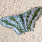 Emerald Moth