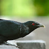 Asian koel Male