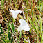 Hedge Bindweed