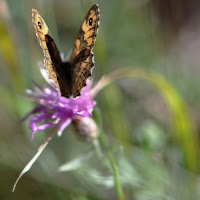 Mosso naturale... di 