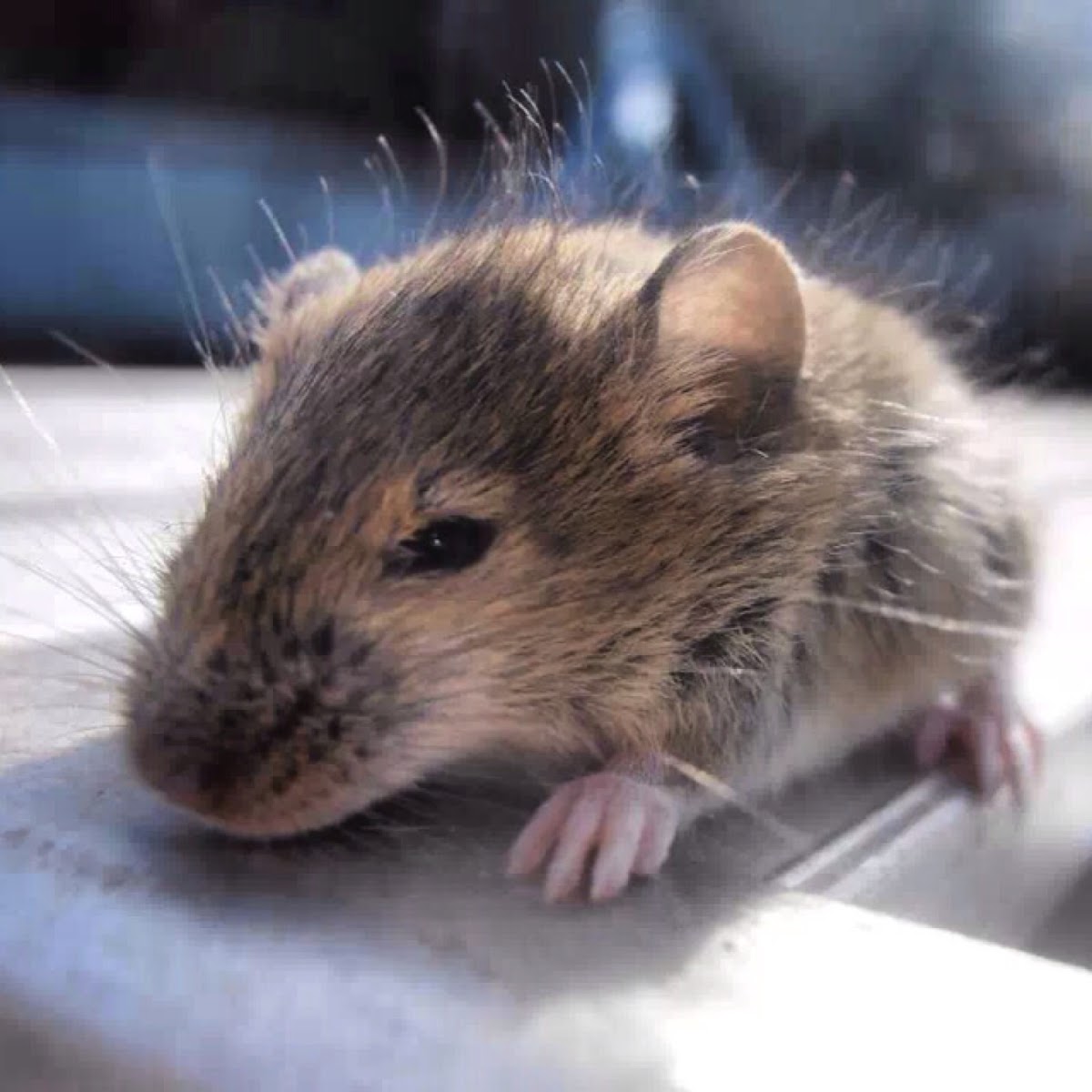 Common house mouse