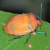 Hibiscus bug