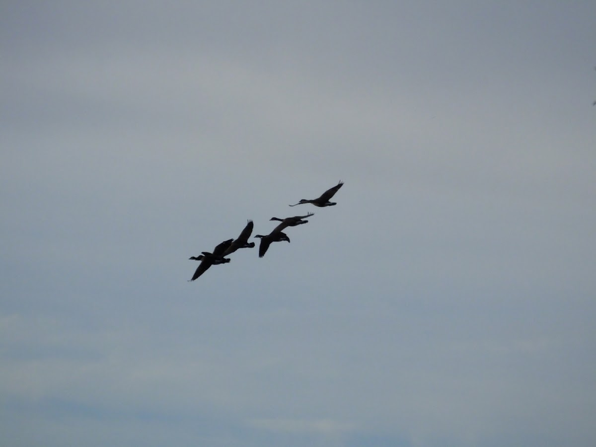 Canada goose