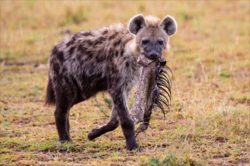 Hyena with left overs from lion kill