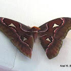 Giant Silk Moth