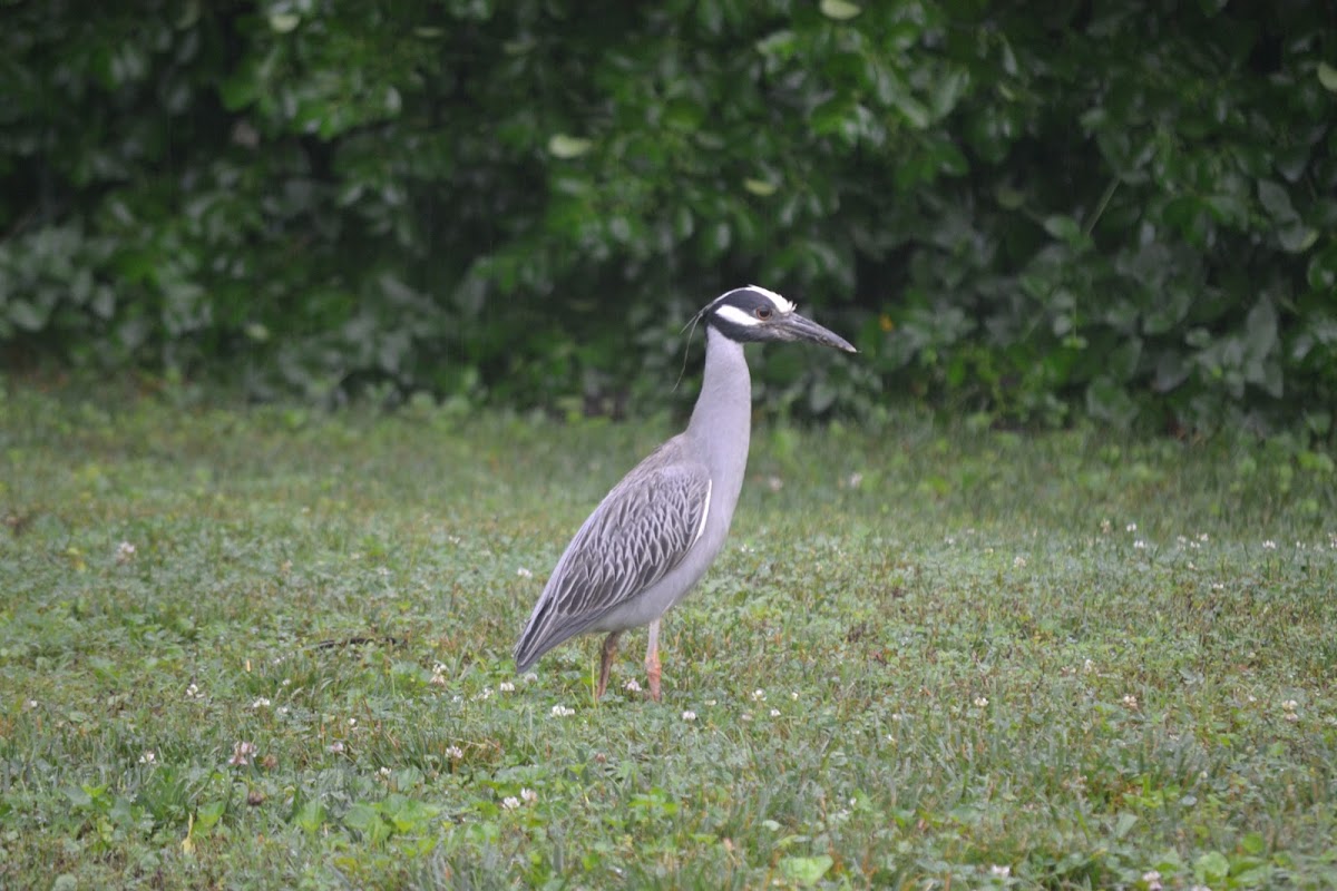 Yellow-Crowned Night Heron