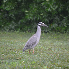 Yellow-Crowned Night Heron