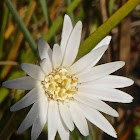 Pineland Daisy