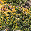 Western Gorse