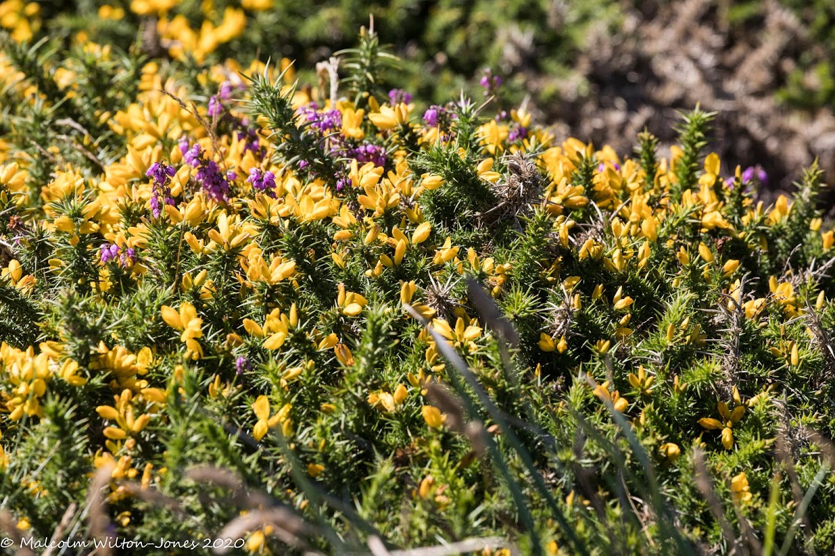 Western Gorse