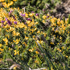 Western Gorse