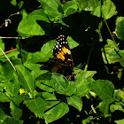 Bordered Patch Butterfly