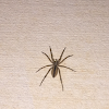 Wolf Spider