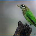 White-cheeked Barbet